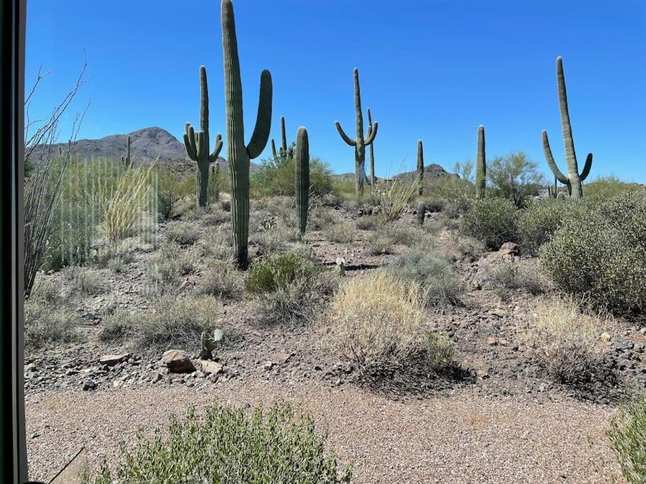 Tucson Mnt Foothills Saguaro Bliss Villa Exteriör bild