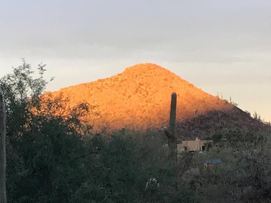 Tucson Mnt Foothills Saguaro Bliss Villa Exteriör bild