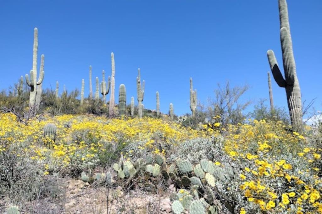 Tucson Mnt Foothills Saguaro Bliss Villa Exteriör bild